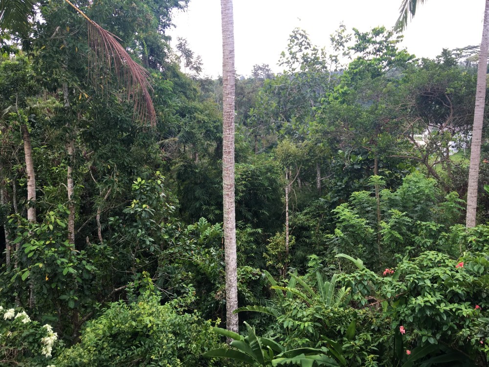 Jungle Campuhan.jpeg